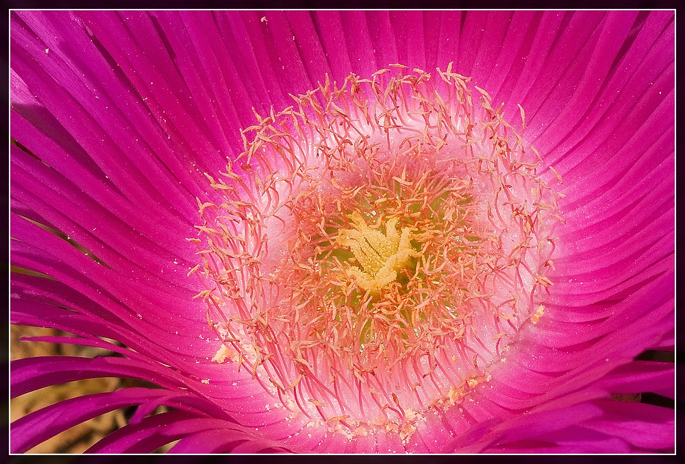 Mittagsblume