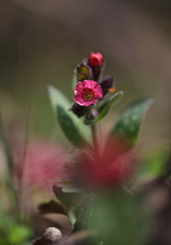 Das erste Rot