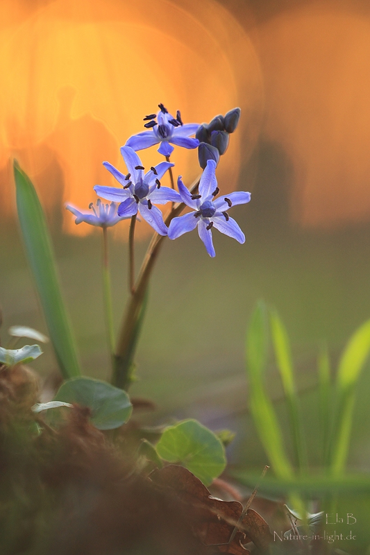 Scilla bifolia