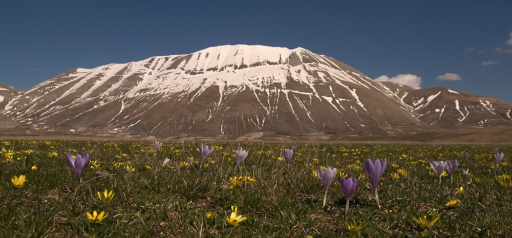 primavera