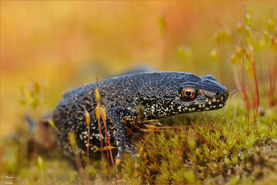 Triturus Cristatus