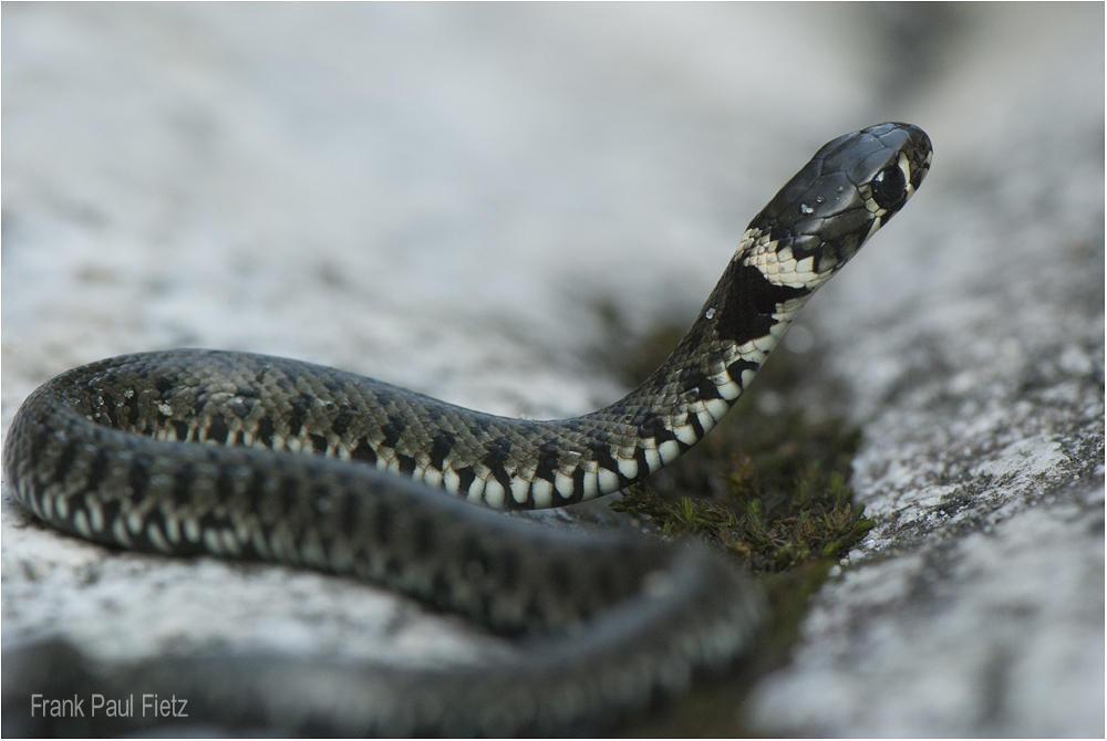 Natrix natrix helvetica- Schlüpfling