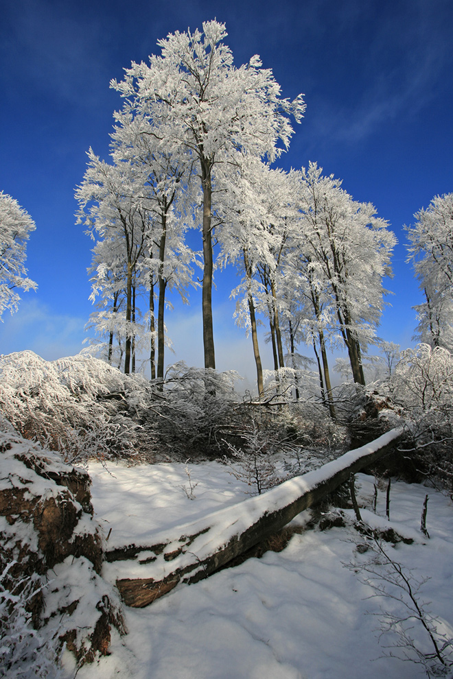 Winter am Albrechtsberg / Wittgensteiner Land