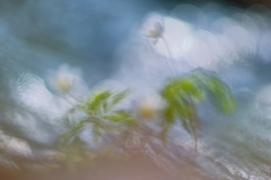 Frühling am Bach