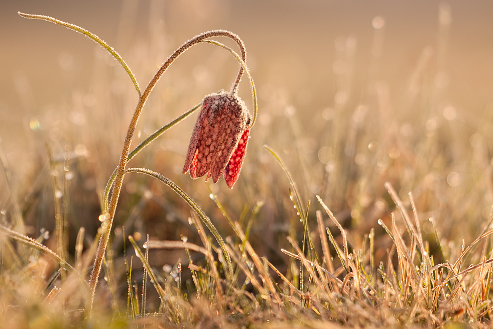 Schachblume