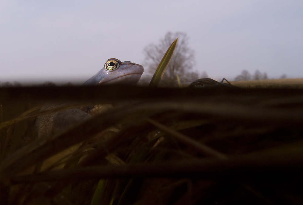 Moorfrosch 2