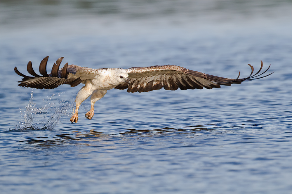 Weissbauchseeadler