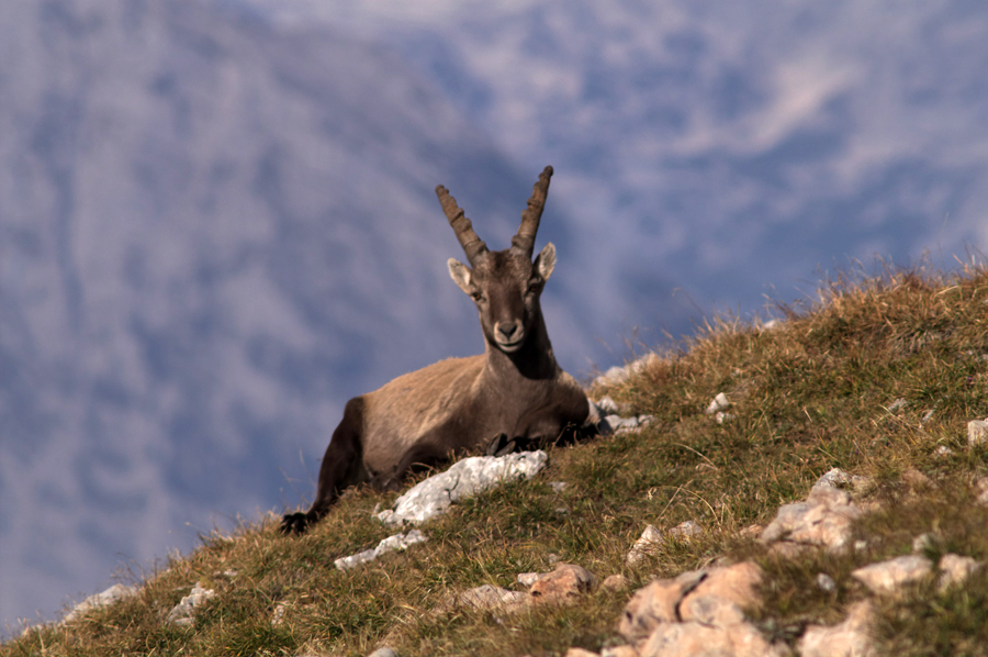 Steinbock