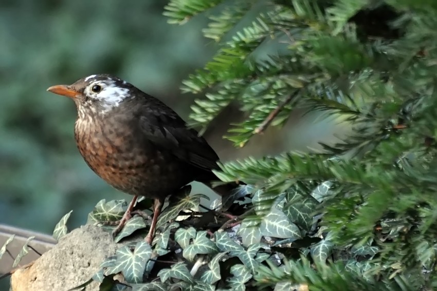 Amsel mit weiß geflecktem Kopf