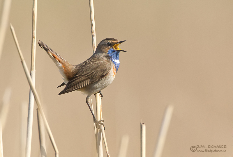 Blaukehlchen