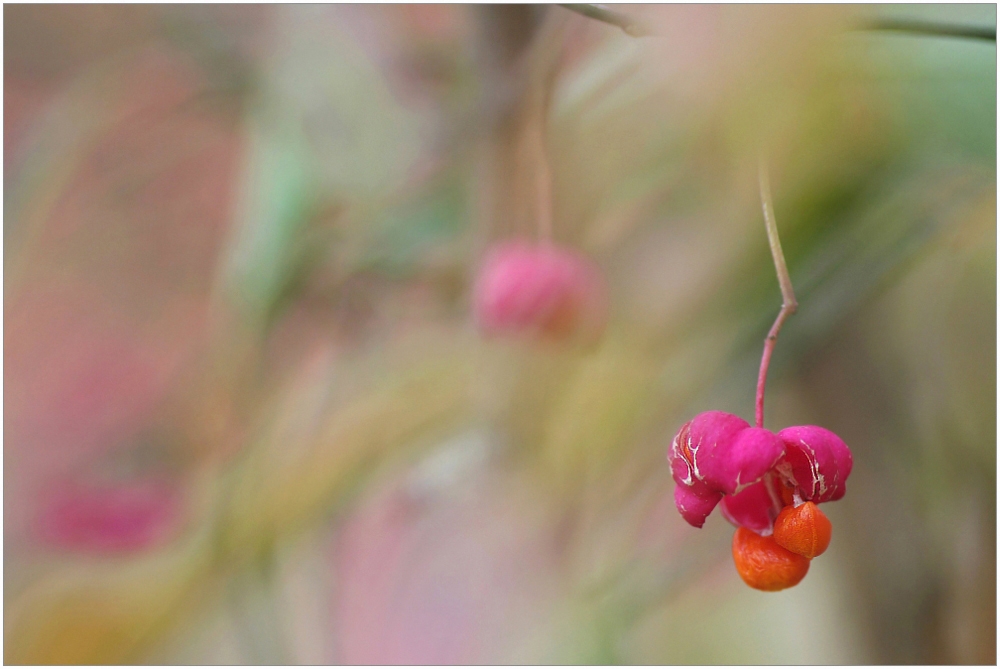 Pfaffenhütchen (Euonymus europaea)