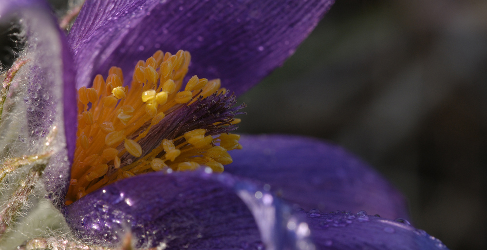 PULSATILLA 1