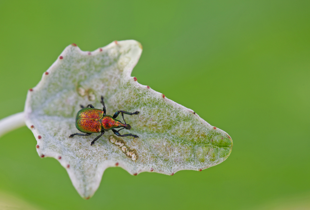 Rüsselkäfer an Blatt