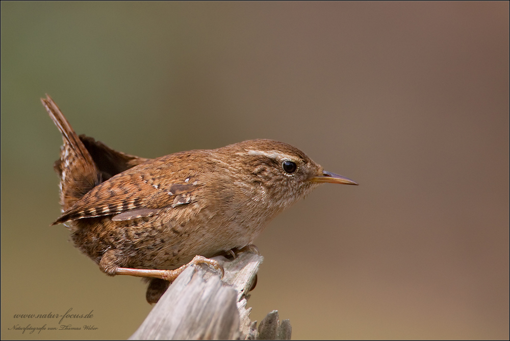 Zaunkönig (Troglodytes troglodytes)