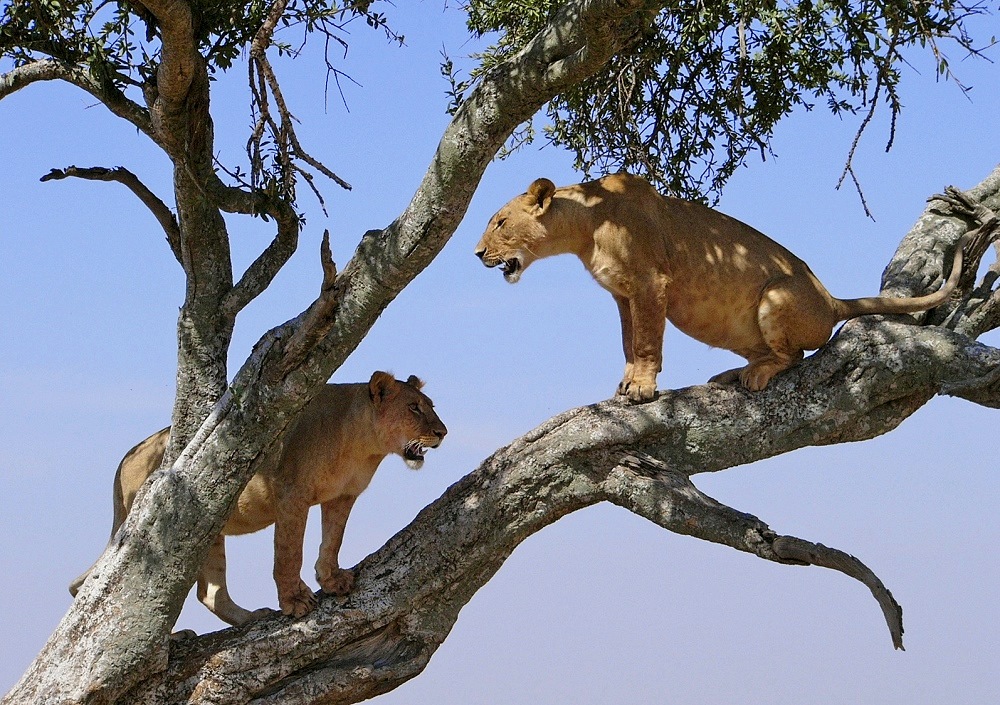 Baumlöwen - Lower Zambezi National Park