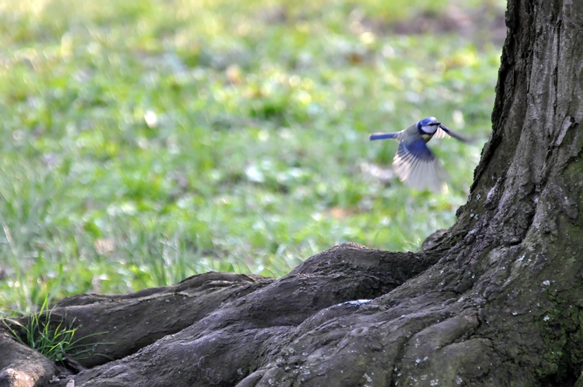 Blaumeise im Anflug