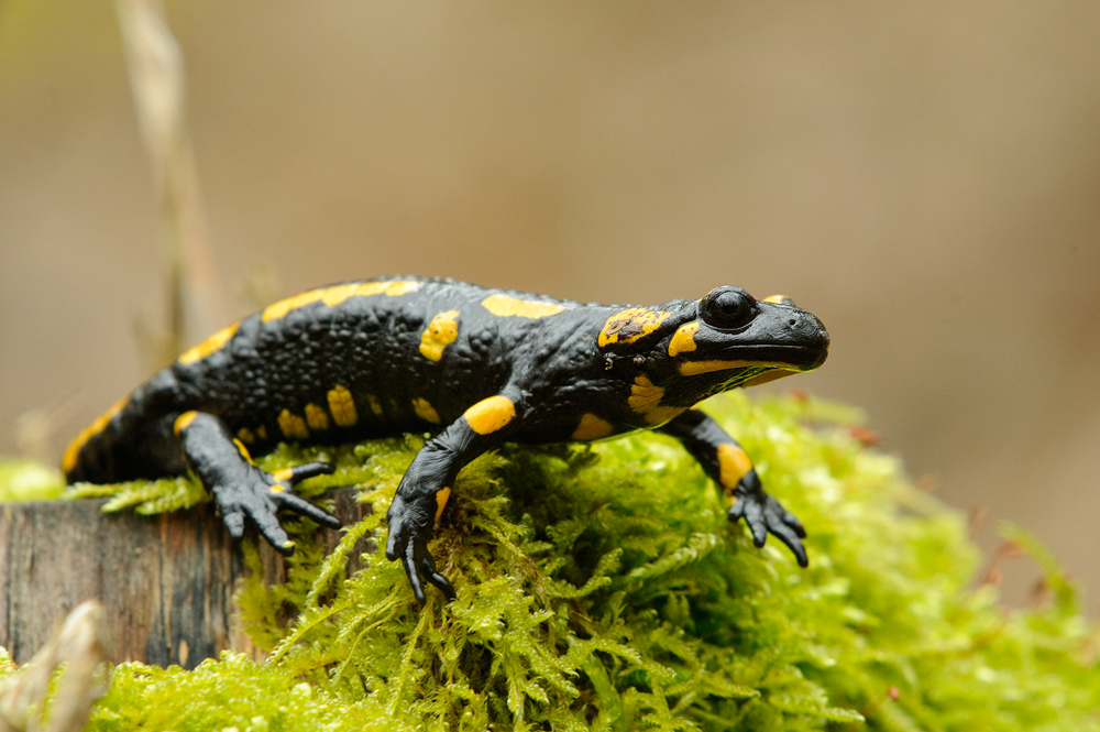 Feuersalamander (Salamandra salamandra)