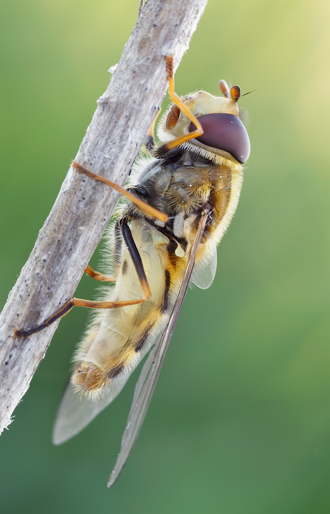Syrphus ribesii