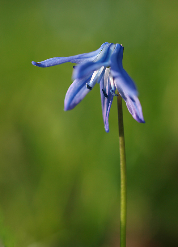 ~ Blaustern ~