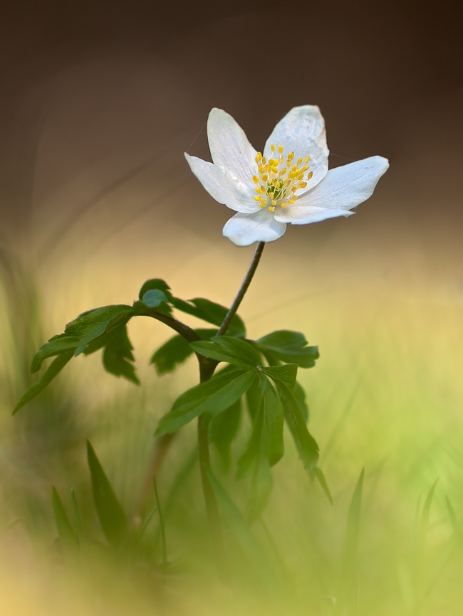 Malerische Anemome