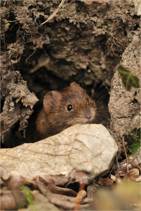 Myodes glareolus/ Kleine Waldwühlmaus