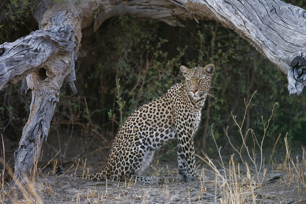 Junger Leopard