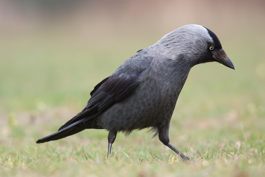 Dohle (Corvus monedula)
