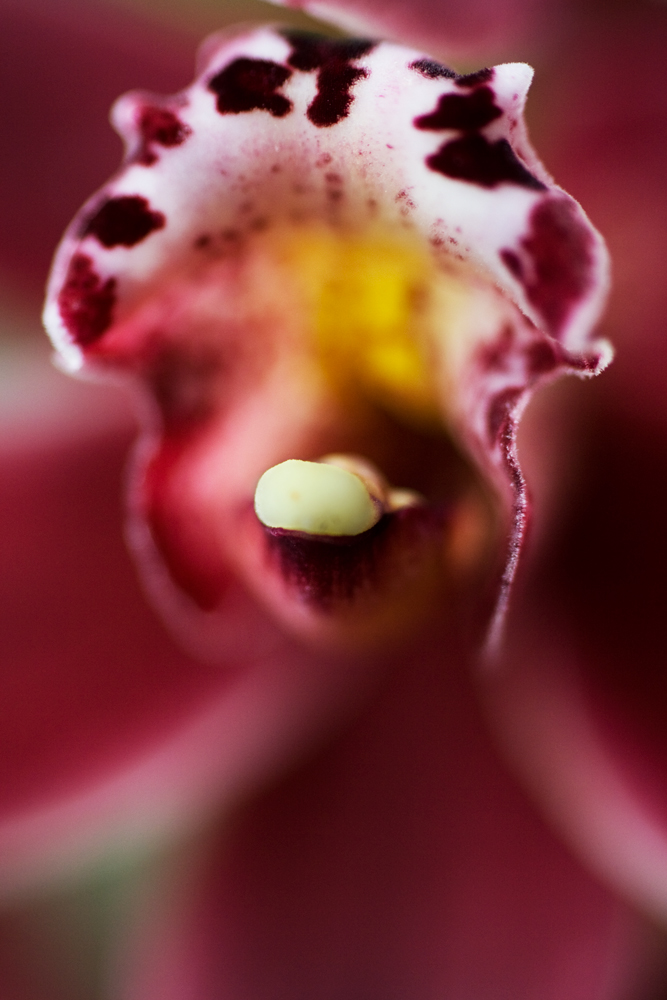 Orchidee