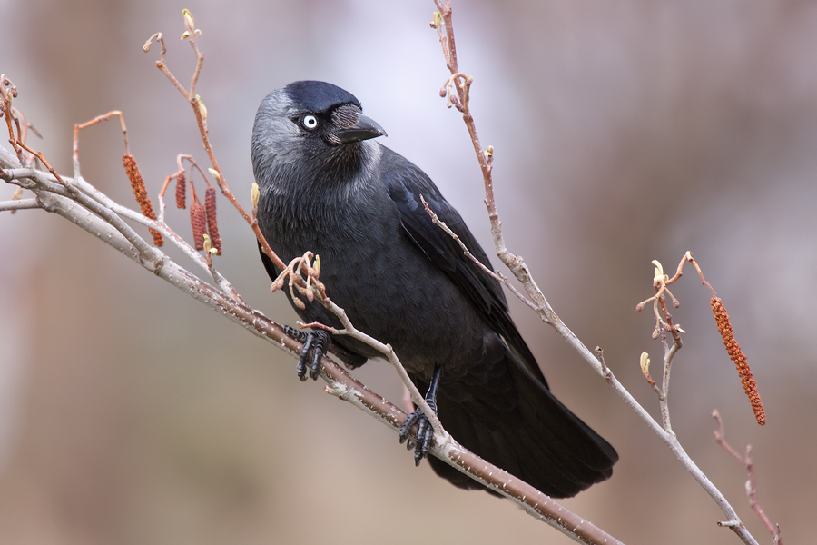 Dohle (Corvus monedula)