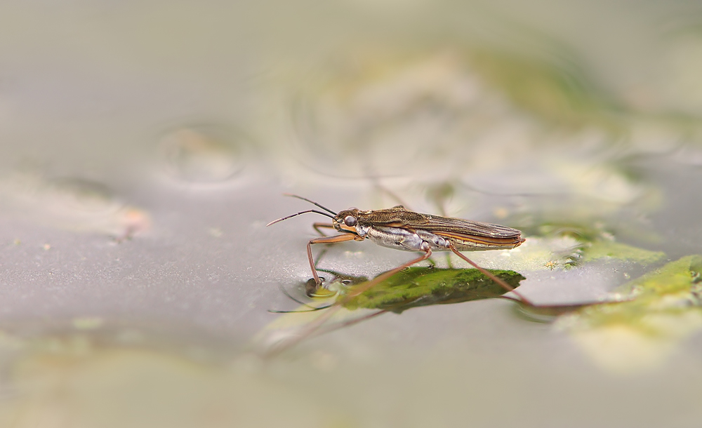 Wasserläufer_2_Reload