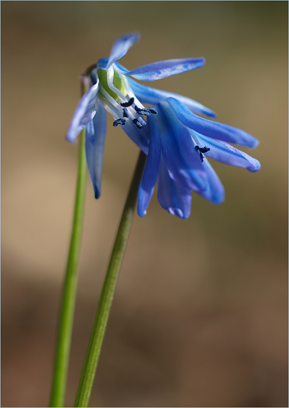 ~ Blausterne ~