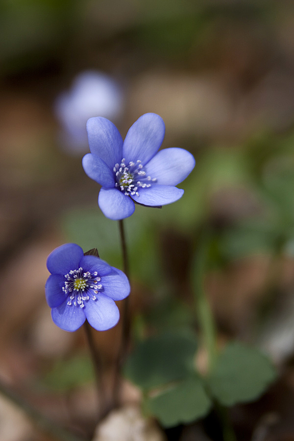 Frühling im NP Hainich