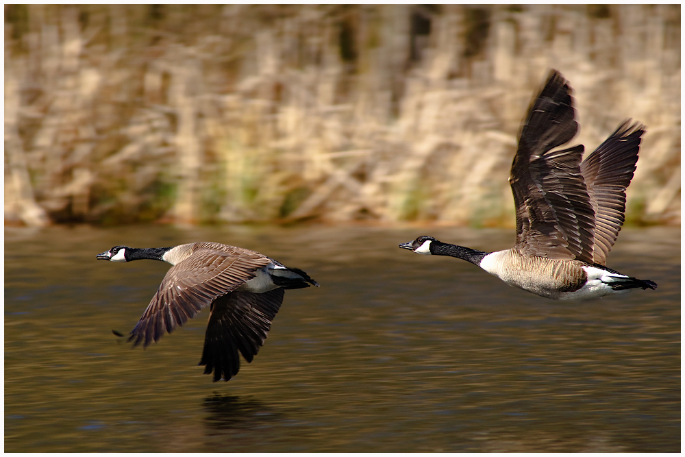 Kanadagänse im Flug