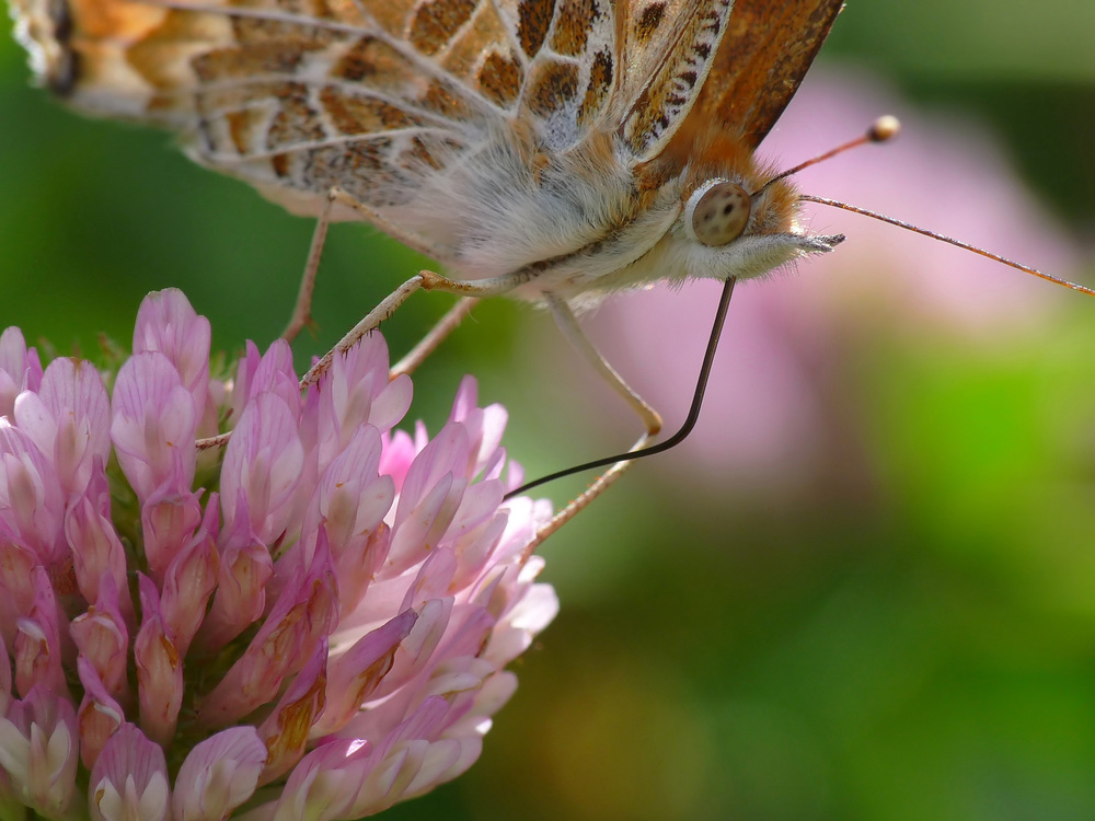 hungriger Schmetterling