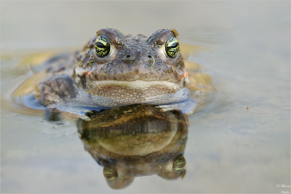 Bufo Calamita