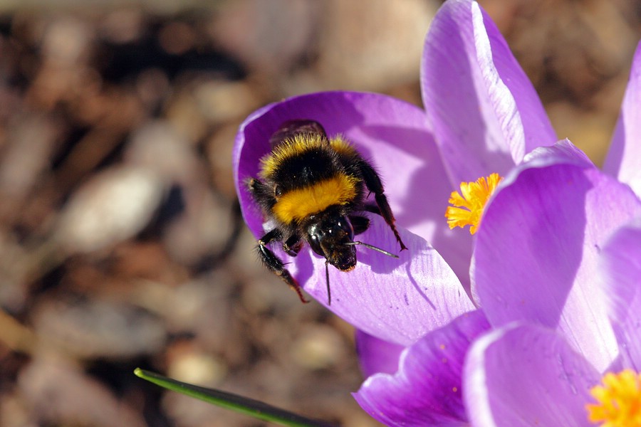 Hummel kraxelt aus einem Krokus