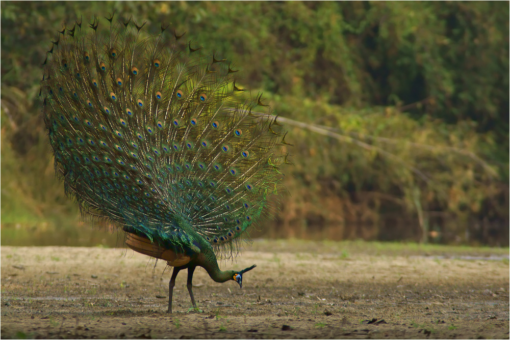 Mit einer tiefen Verbeugung... (Forum für Naturfotografen)