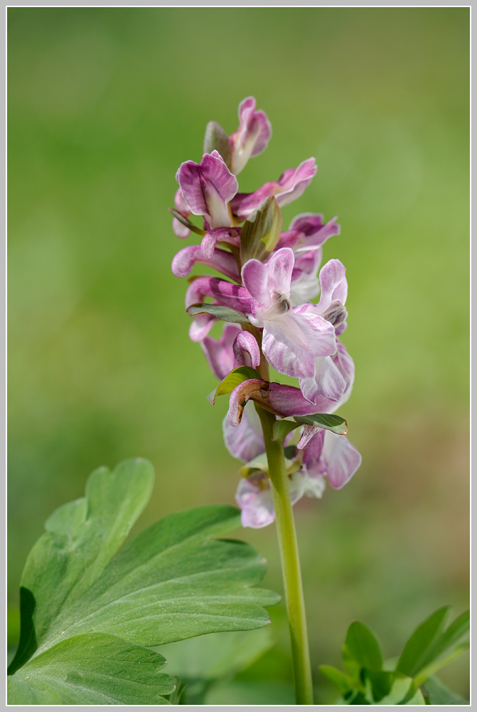 Hohler Lerchensporn