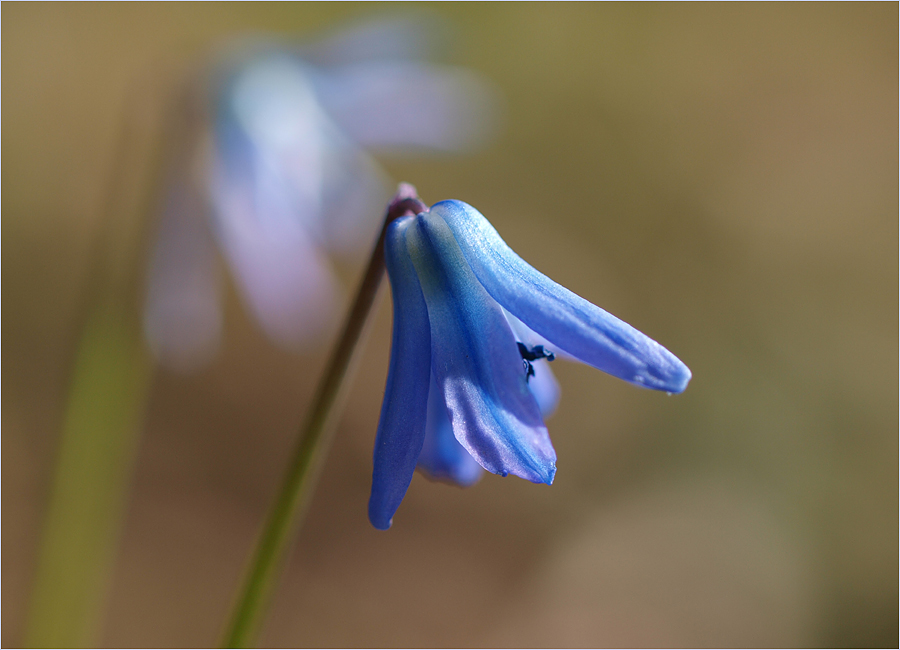 ~ Blausterne ~