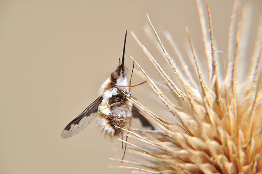 Wollschweber auf Distel