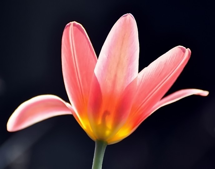 orange Tulpe