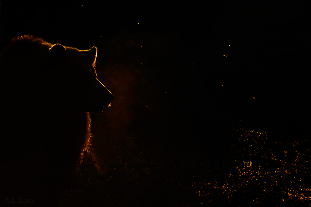 Brown bear at dawn