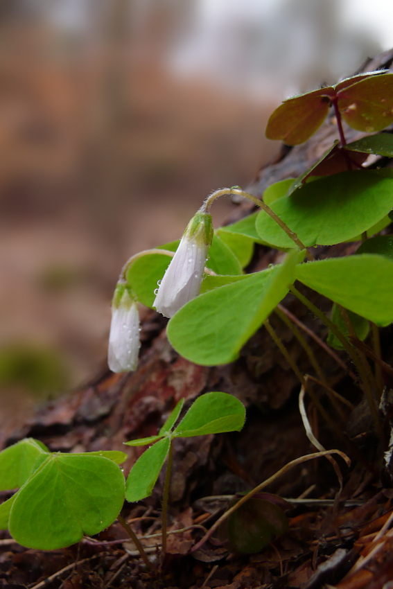 Erfrischendes Grün