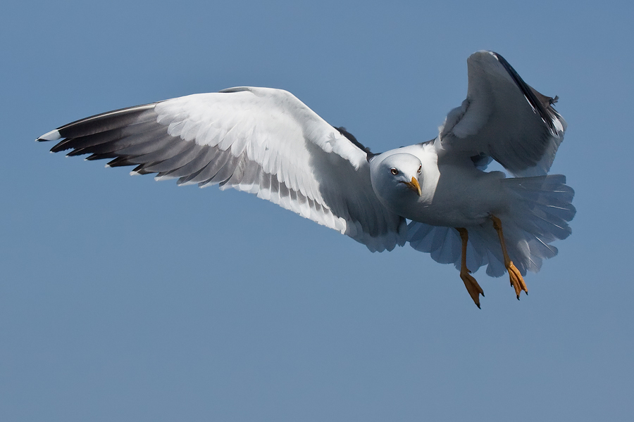 auf Futter spekulierende Heringsmöwe (Larus fuscus)