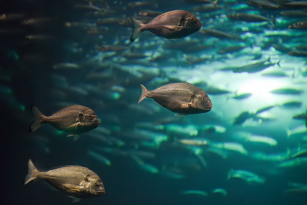 Leben im Schwarmfischbecken