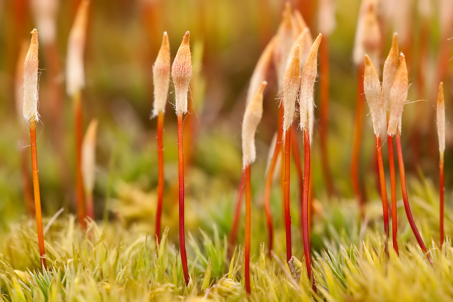 Glashaar-Haarmützenmoos (Polytrichum piliferum)