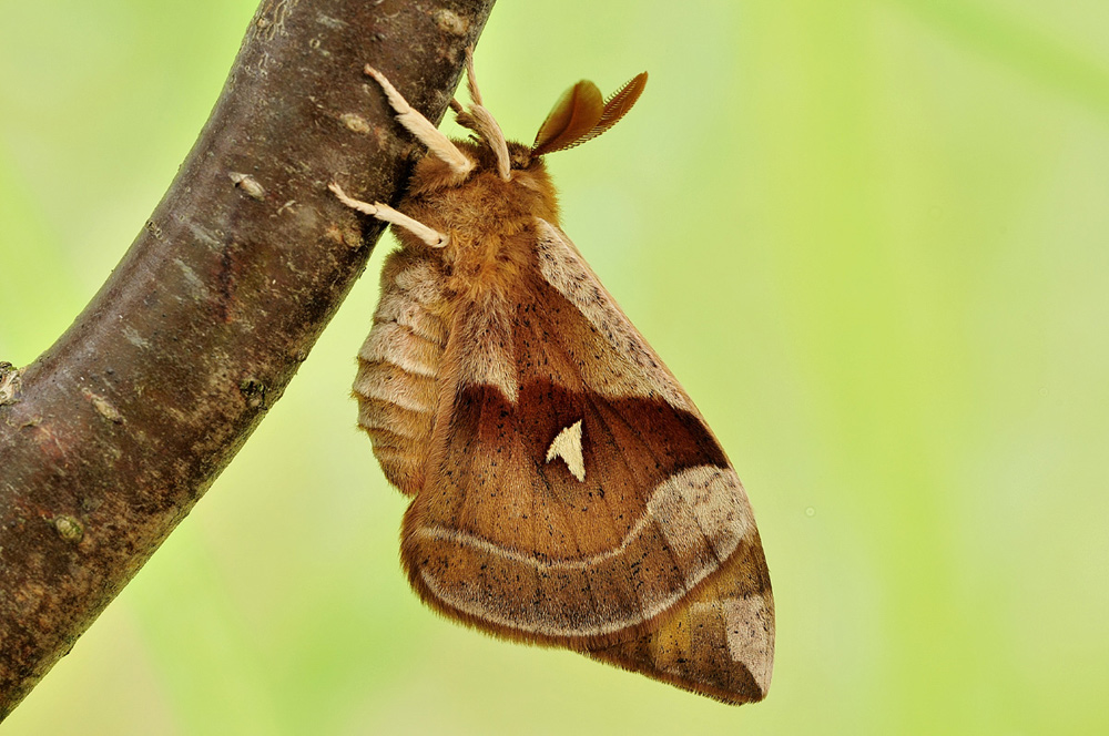 Nagelfleck (Aglia tau)