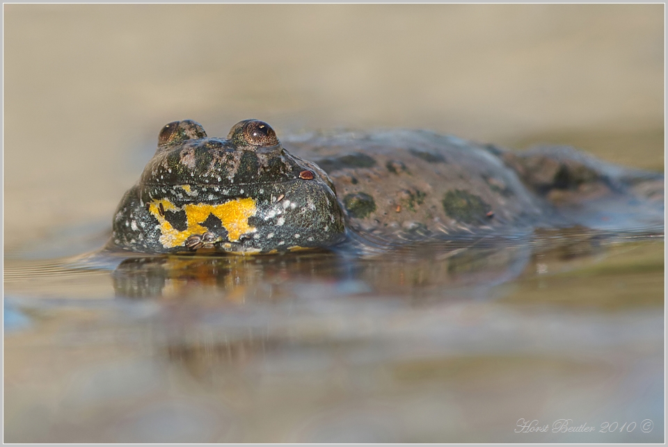 Rotbauchunke (Bombina bombina)  ND