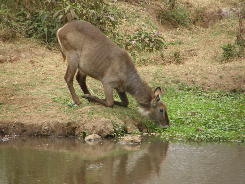 Wasserbock