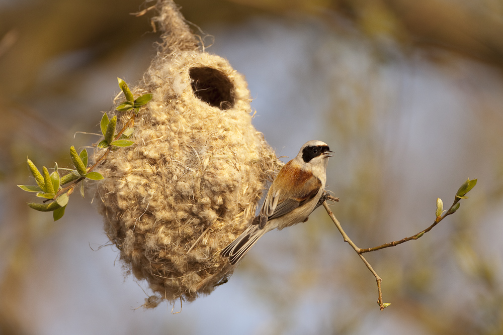 Beutelmeise am Nest